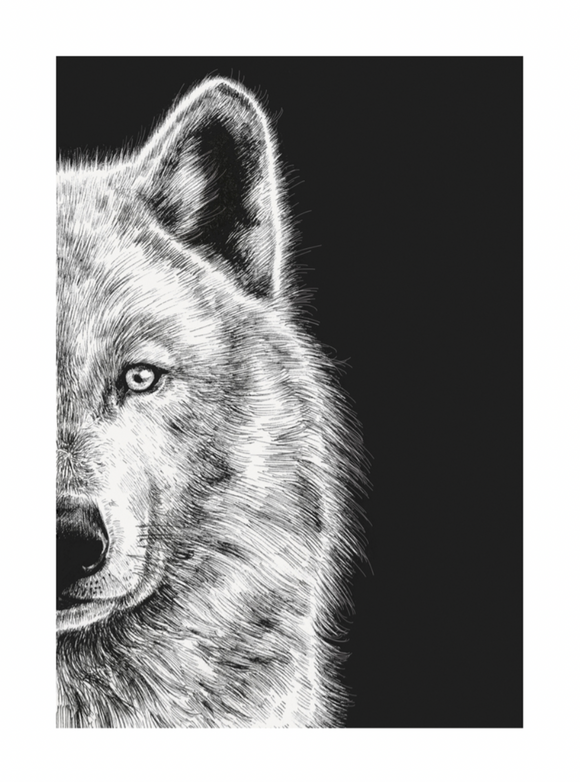 Blank - Arctic Wolf