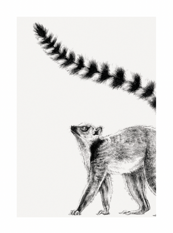 Blank - Ring-tailed Lemur