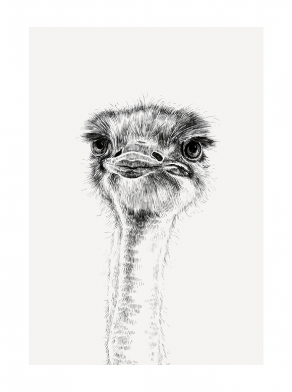 Blank - Ostrich